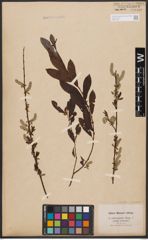 Foto von Salix aurita L. x Salix purpurea L.